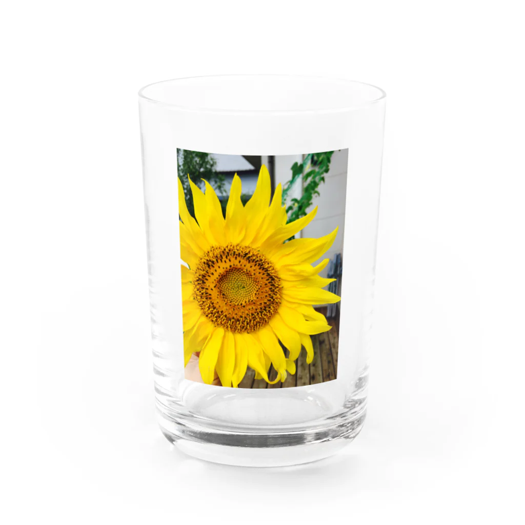 279_ktmのひまわり🌻 Water Glass :front