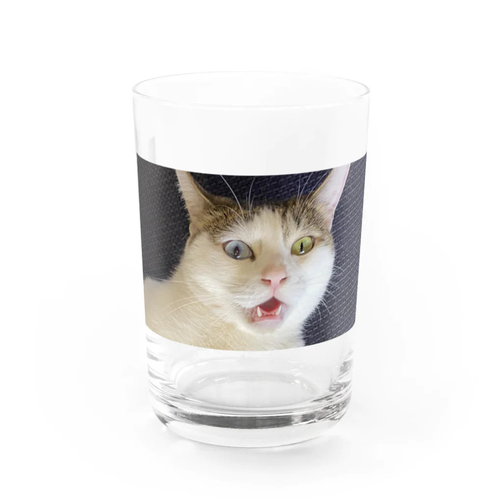 白猫オッドアイショップの白猫オッドアイ Water Glass :front