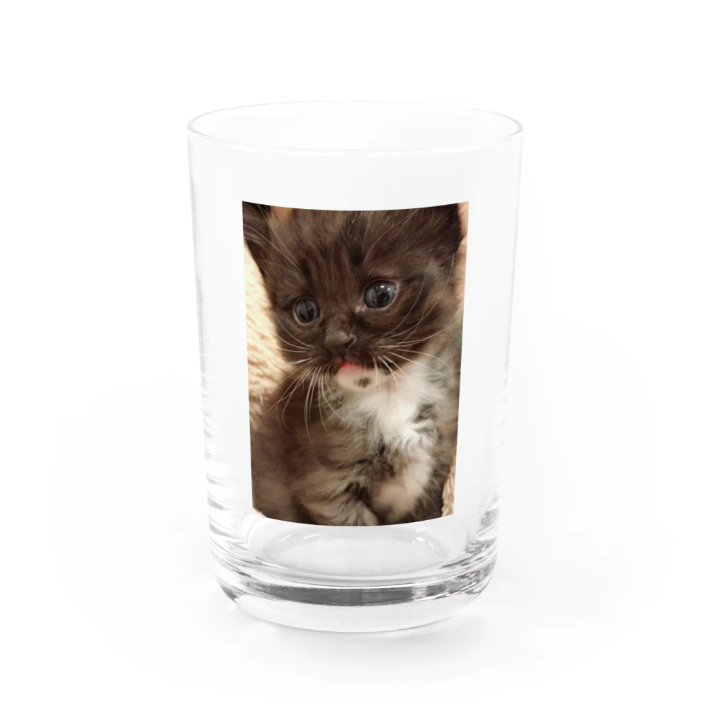 SUNNYHOUSE02のゴマくん Water Glass :front