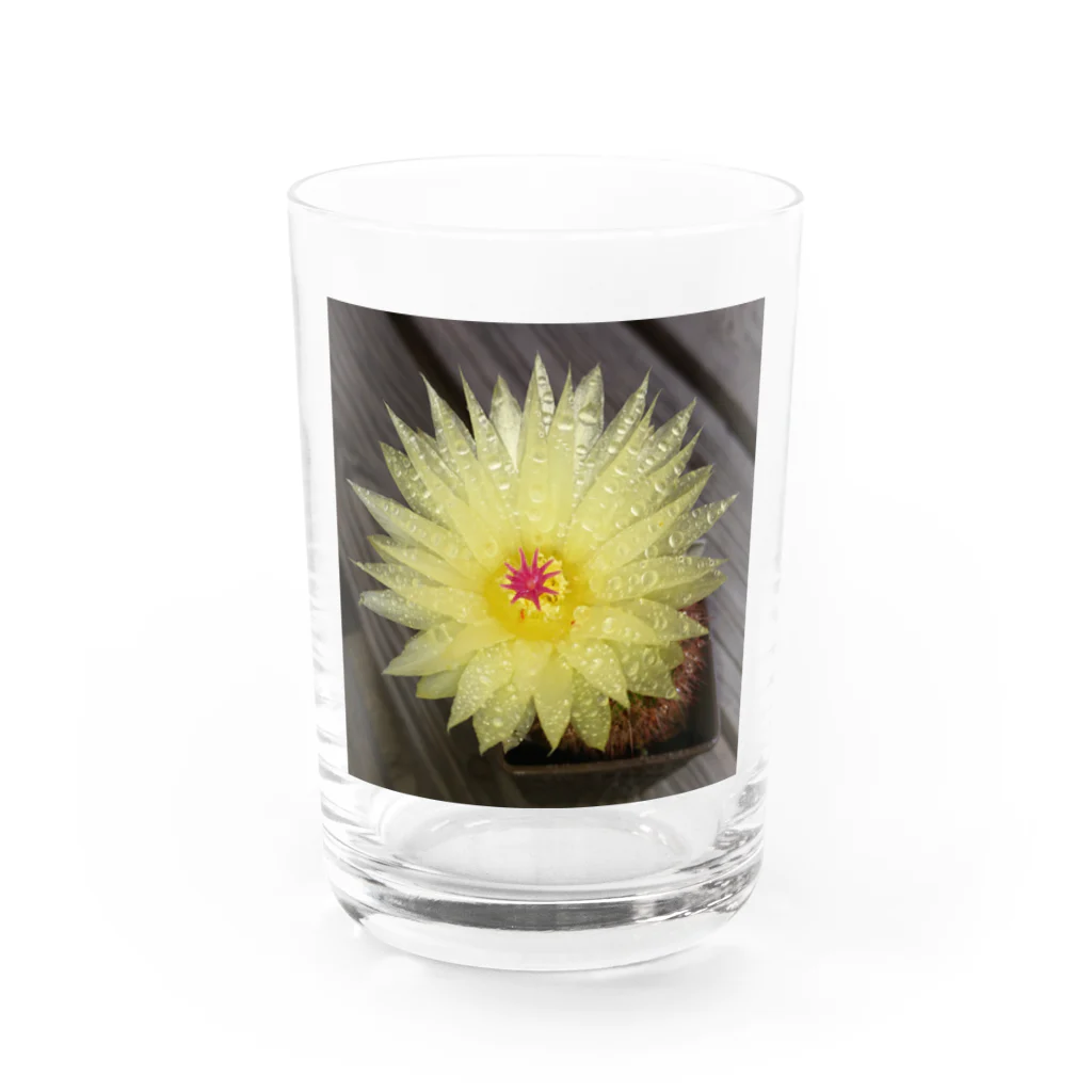 でおきしりぼ子の実験室のサボテンの花 Water Glass :front