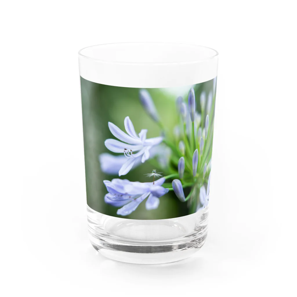 PhotoAtelier AileのAngel of Agapanthus 170702 Water Glass :front