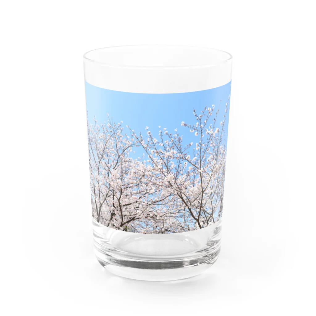 basthyのさくら Water Glass :front