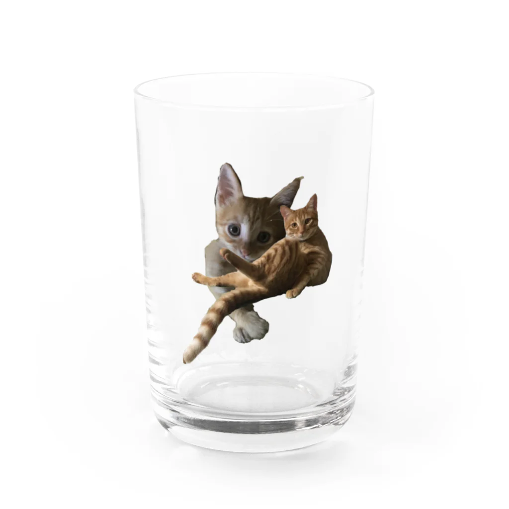 猫ねこネコ!チャム&シロのチャム&チャム Water Glass :front