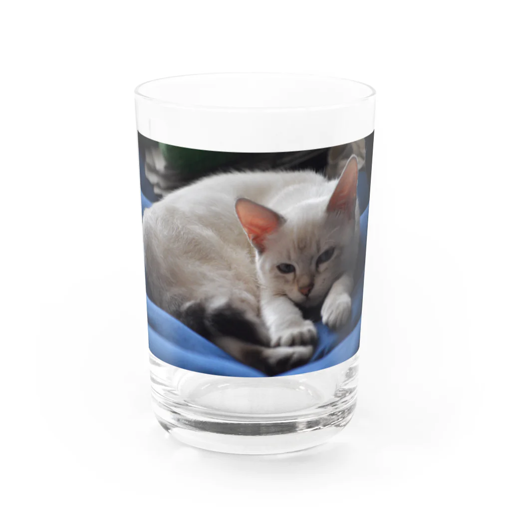 大福のだいちゃん Water Glass :front