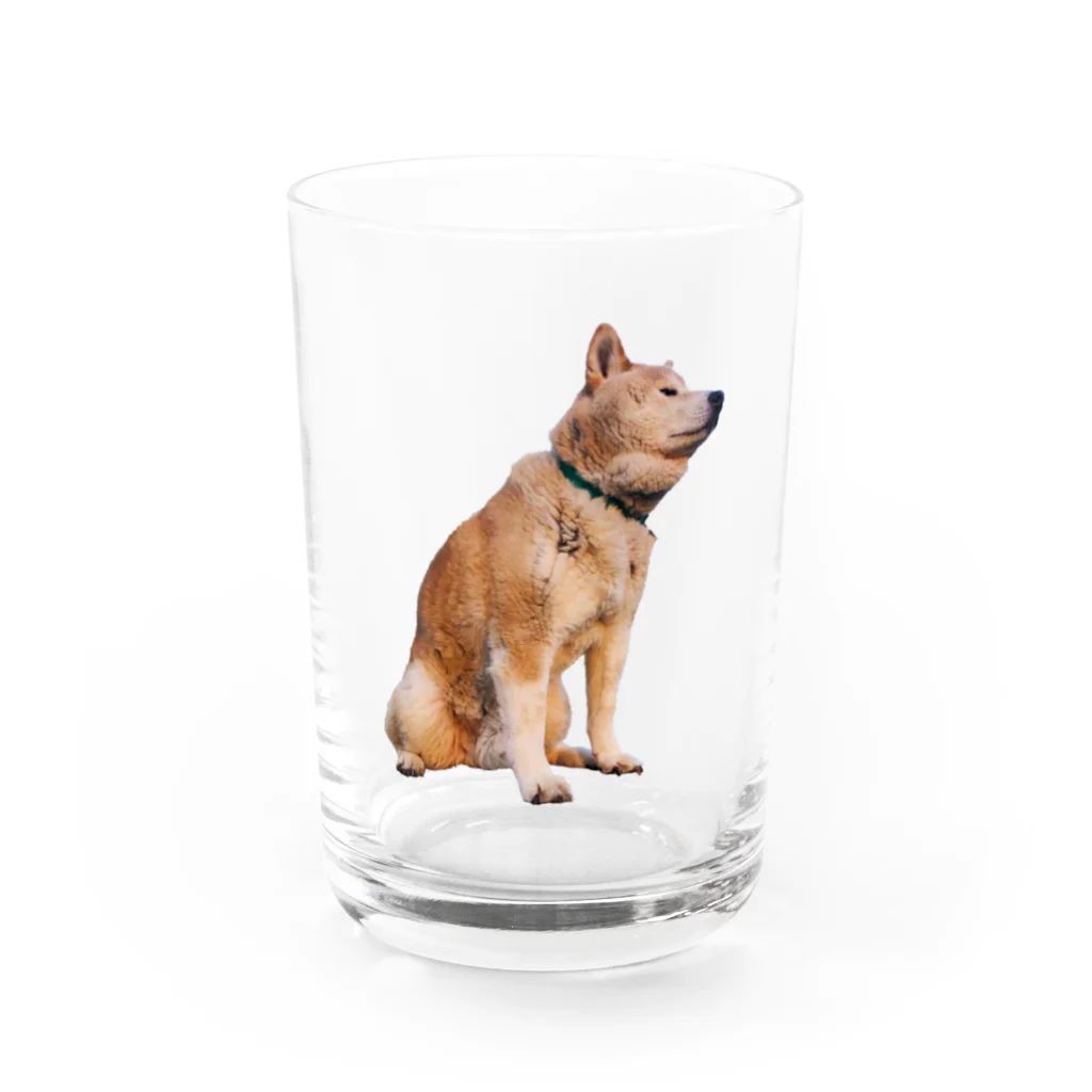 愛犬太郎のグッズの黄昏太郎【柴犬】 Water Glass :front