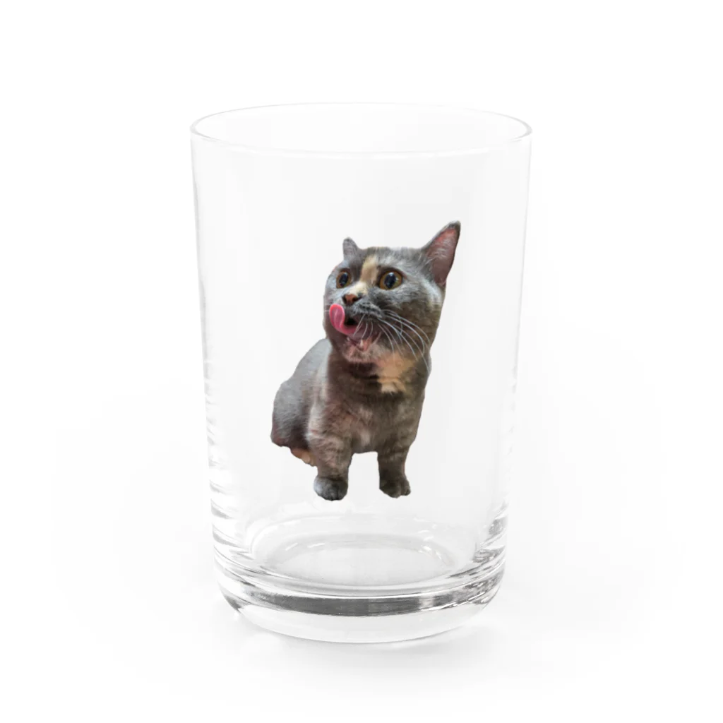 HRK designの猫　HRK design Water Glass :front