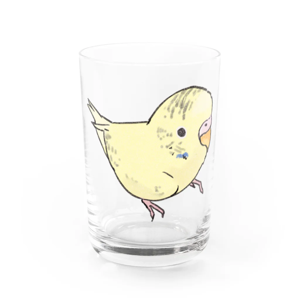 まめるりはことりの可愛いセキセイインコ　おすましちゃん【まめるりはことり】 Water Glass :front