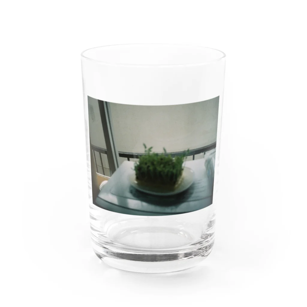 ayasa31の豆苗 Water Glass :front