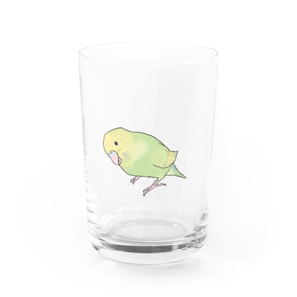 まめるりはことりの首傾げ　スパングルセキセイインコちゃん【まめるりはことり】 Water Glass :front