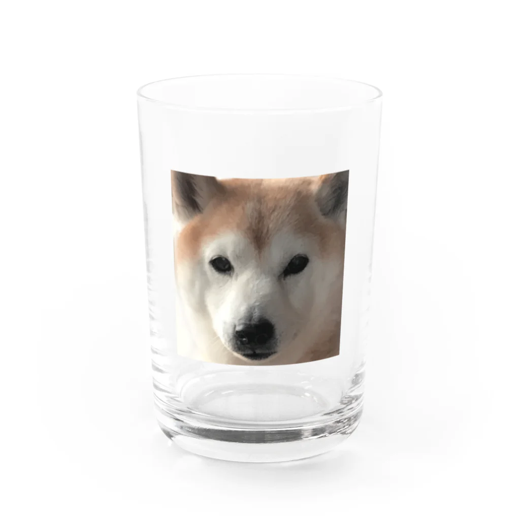 とりいの犬がみている Water Glass :front