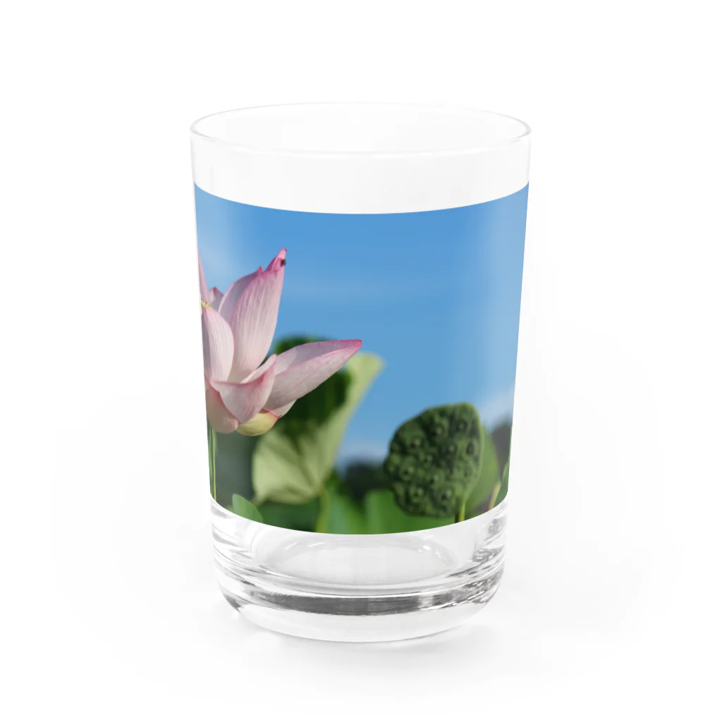 豆たの午前7時の蓮 Water Glass :front