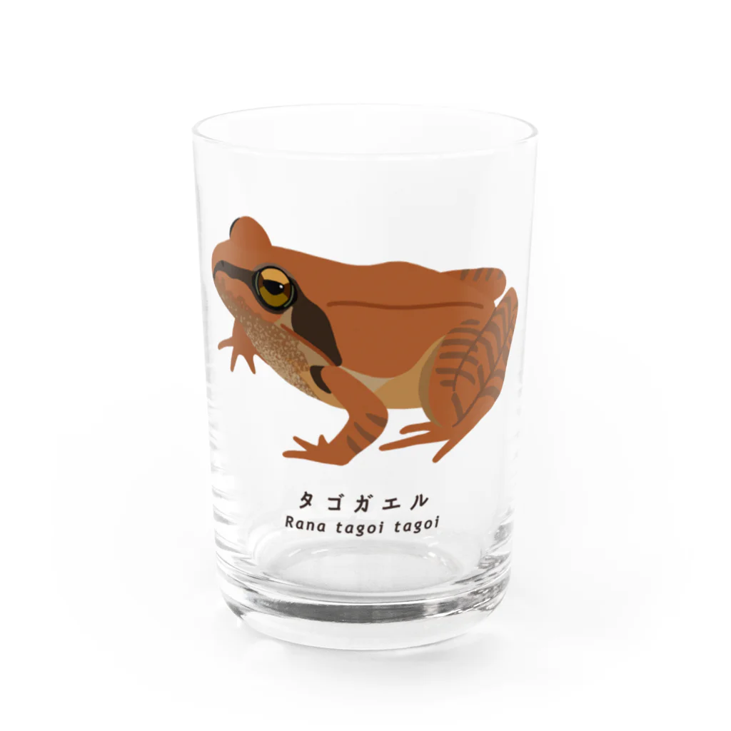 さちこの生物雑貨のタゴガエル Water Glass :front