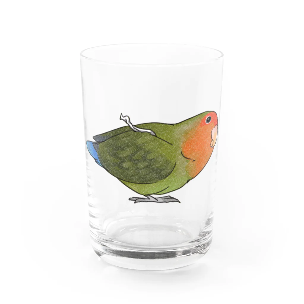 まめるりはことりのおすましコザクラインコ　きなこちゃん【まめるりはことり】 Water Glass :front