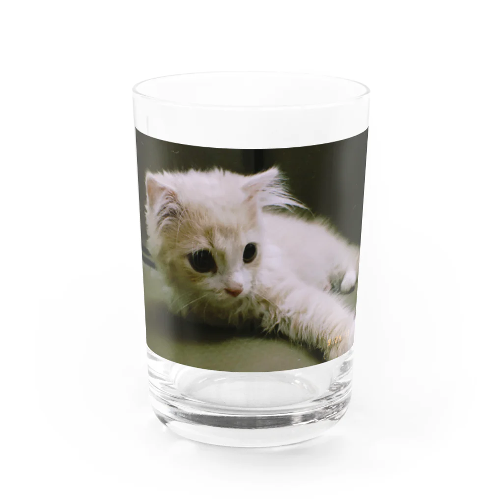 にゃんこの「めめたん」グッズのへろ〜ん Water Glass :front