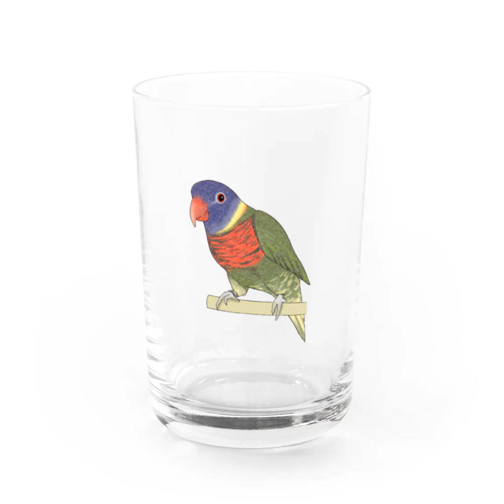 まめるりはことりの色合いが綺麗なゴシキセイガイインコちゃん【まめるりはことり】 Water Glass :front