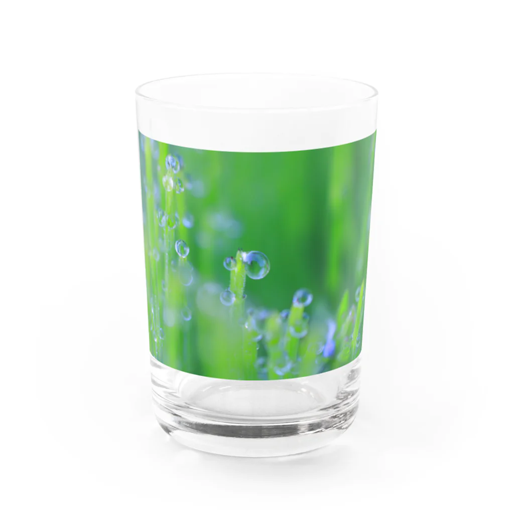 花と緑のみずたま Water Glass :front