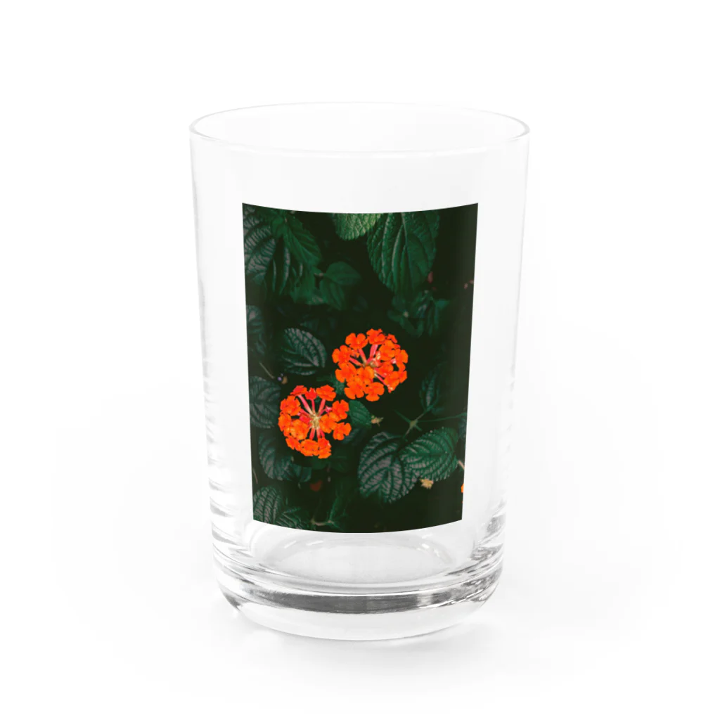 Gohanの花 Water Glass :front