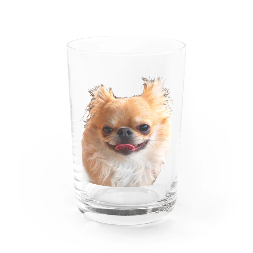 チワワ&ポメラニアンのおうちのチワワのミロくん Water Glass :front