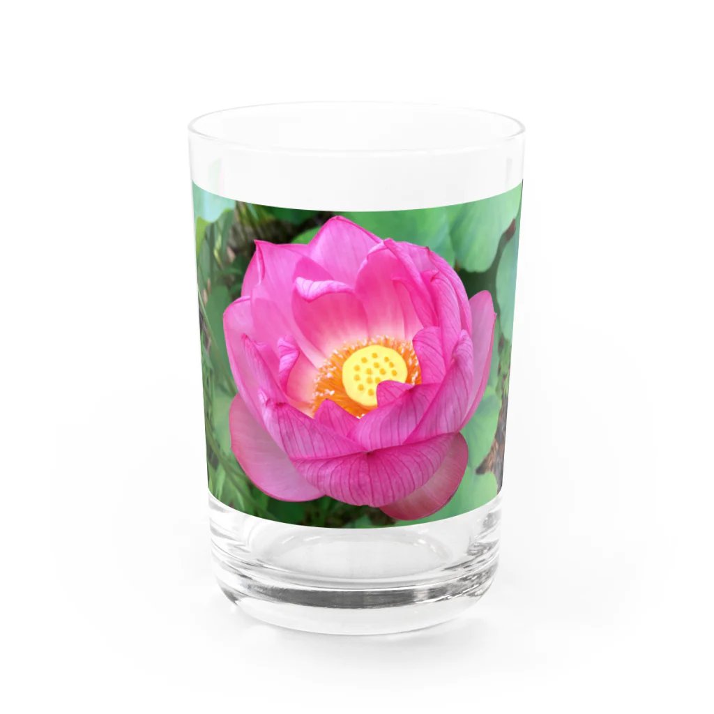 namaste99の蓮の花 Water Glass :front