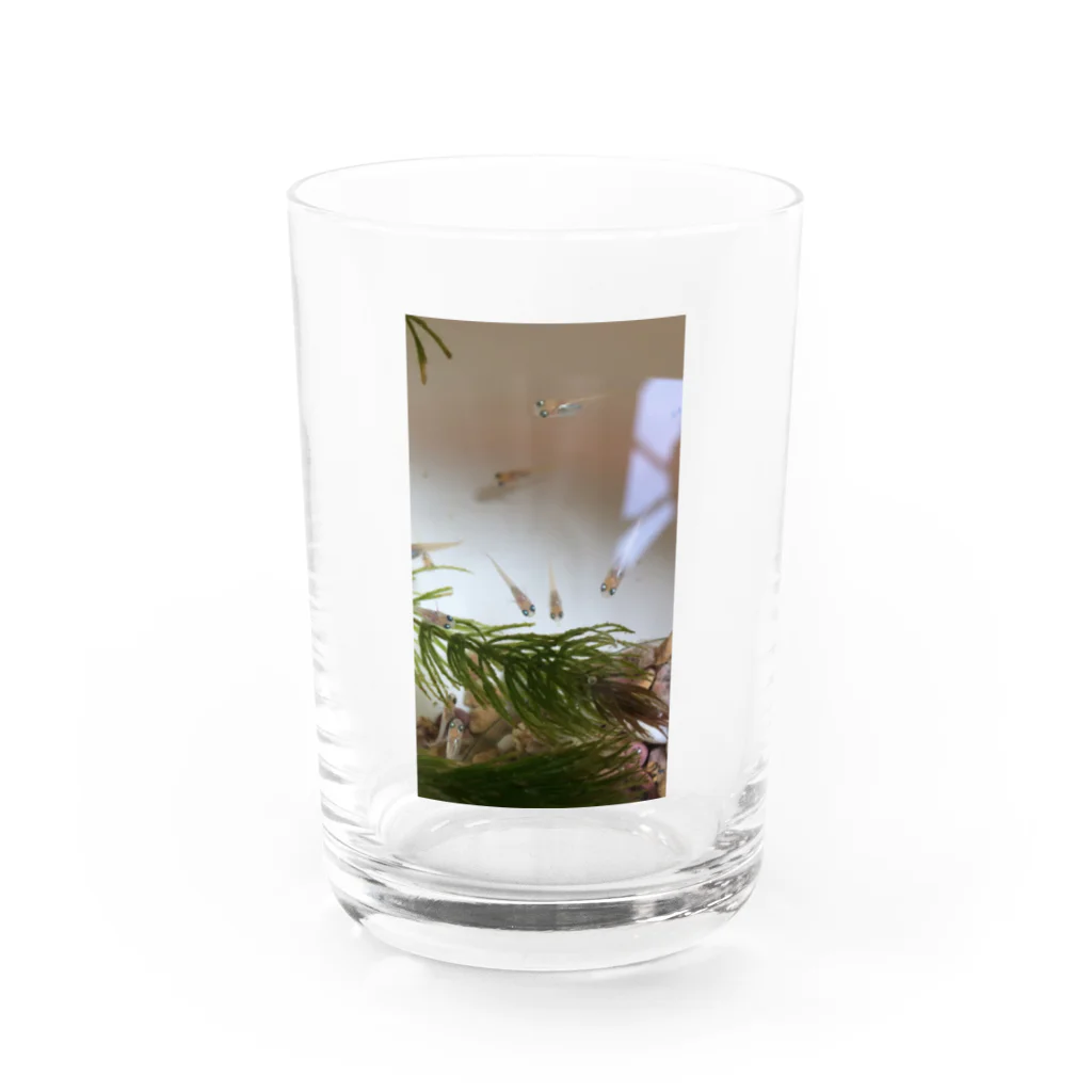 SoooAdorableのメダカ好き Water Glass :front