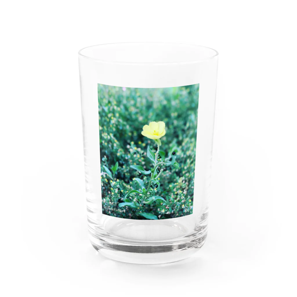 wish&futureの月見草 Water Glass :front