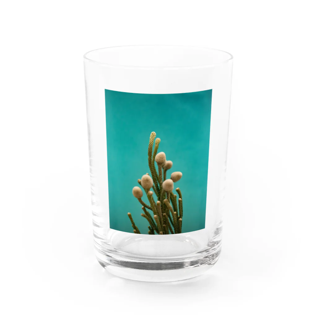 illairheadの腐海に生えている植物 Water Glass :front