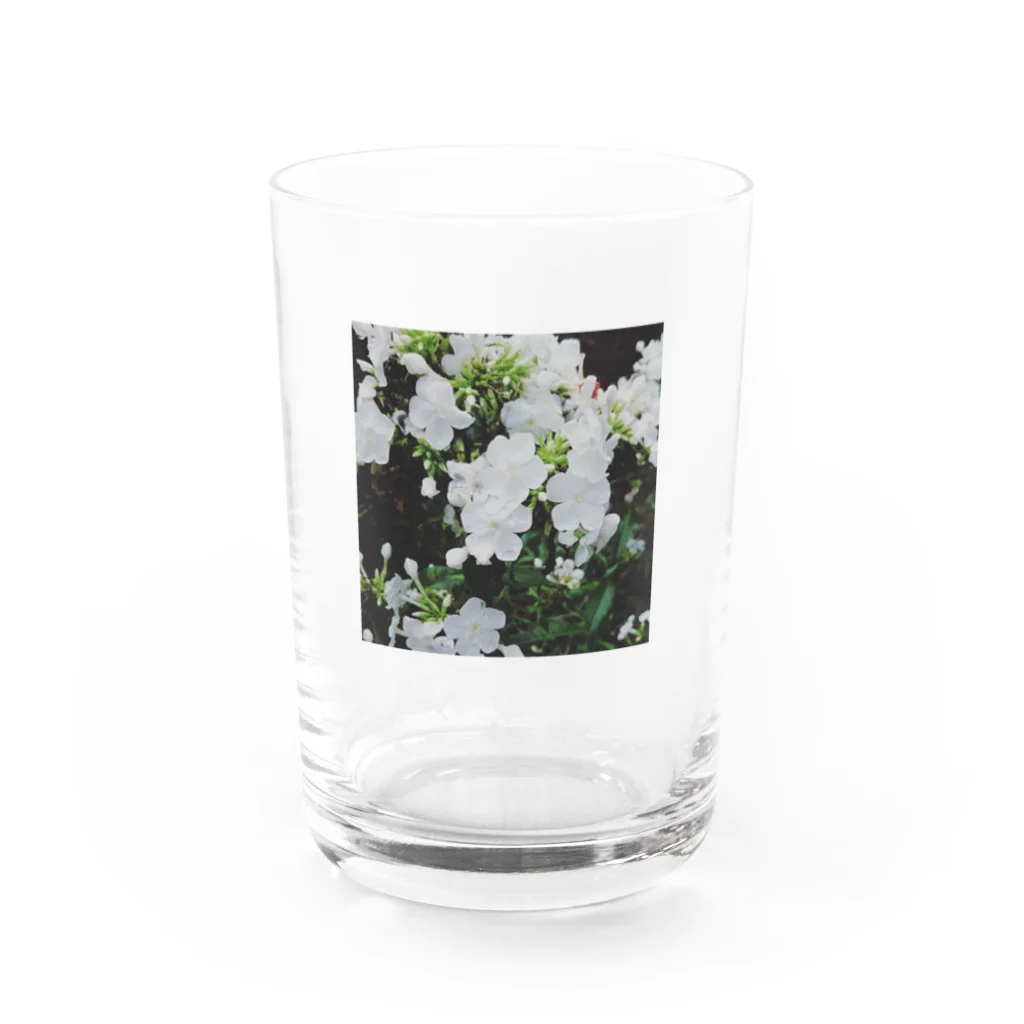 たもつの庭のしろい花 Water Glass :front