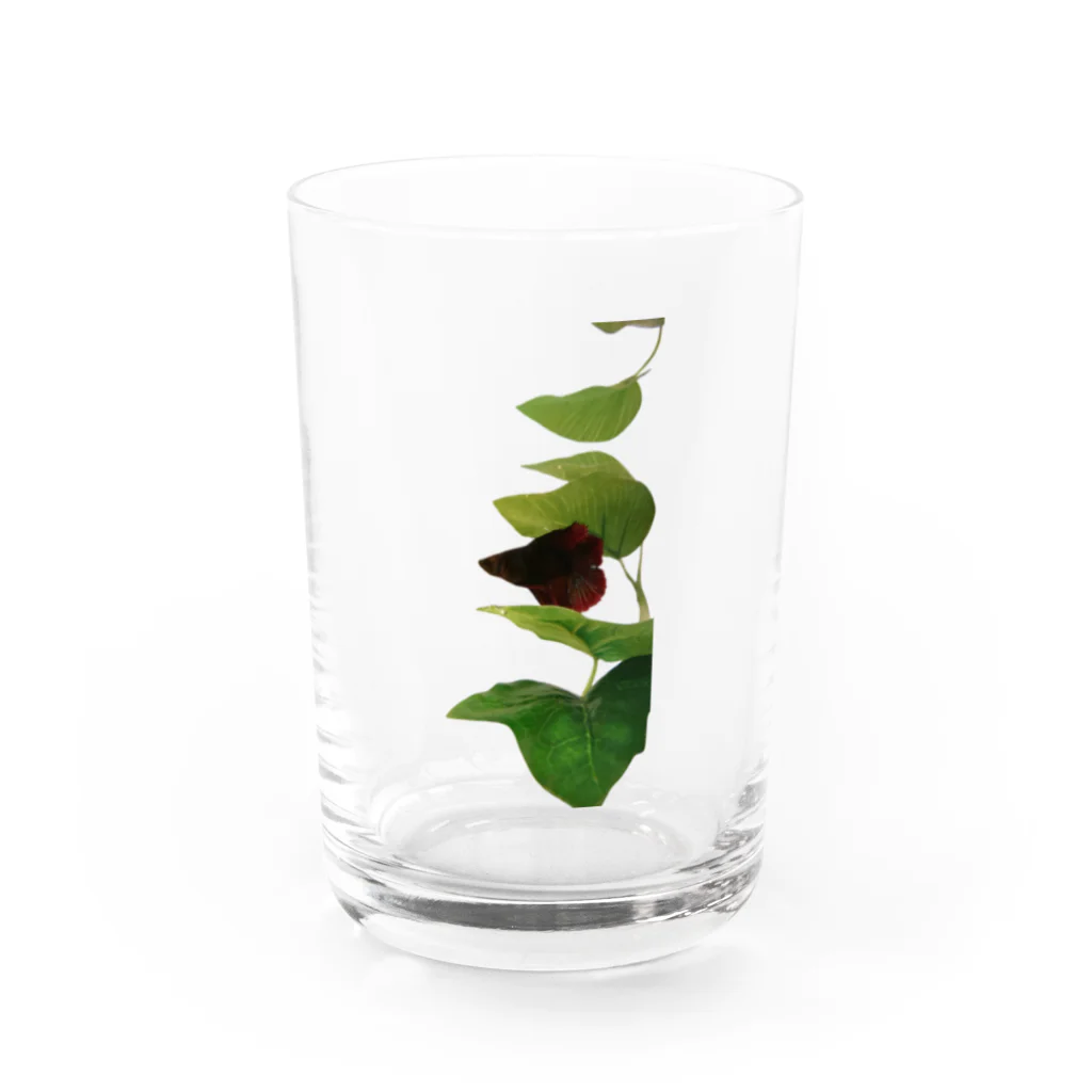 はっぴこの黒いベタ Water Glass :front