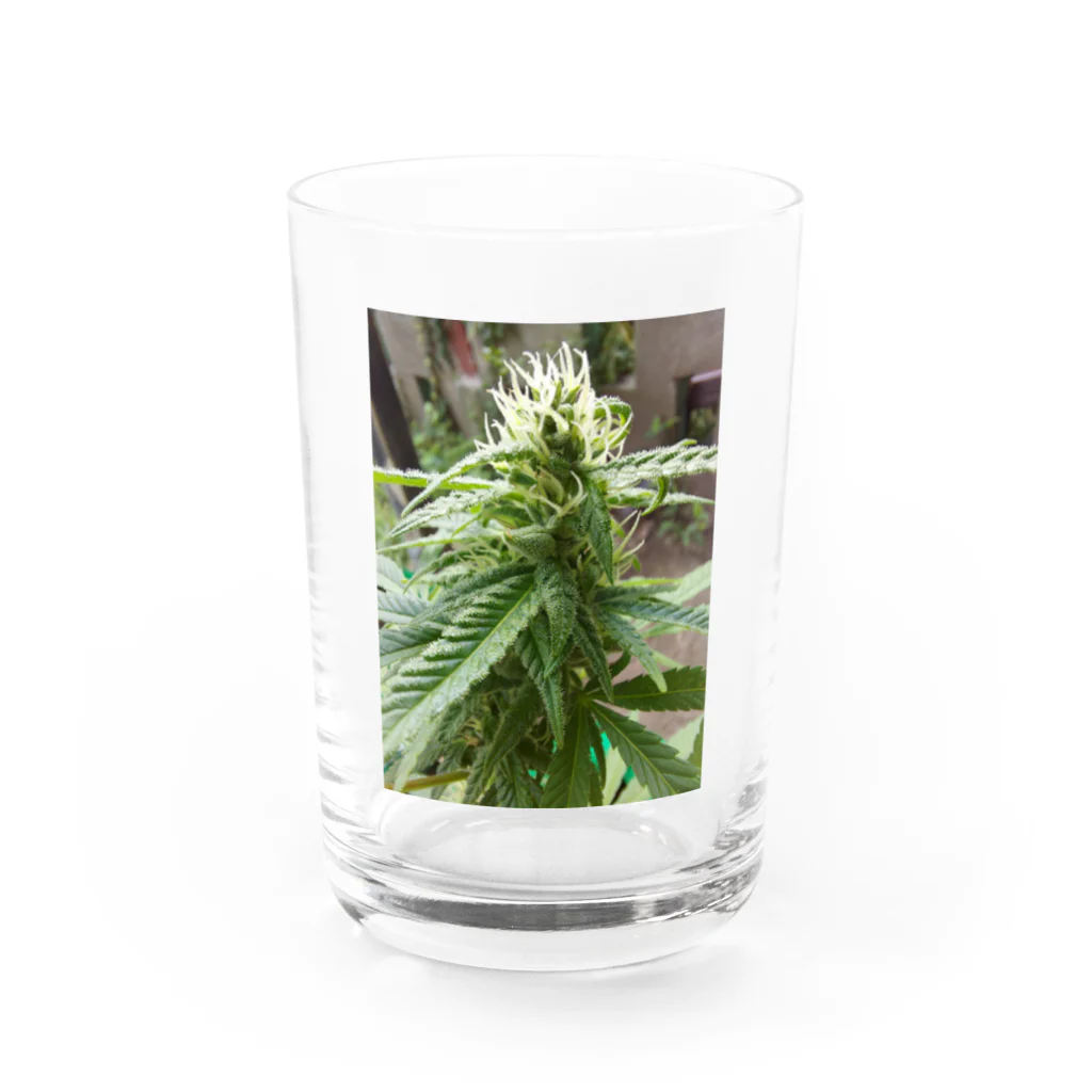 weneedweed1988@(日本人)大麻取締法に挑む。のお花 グラス前面
