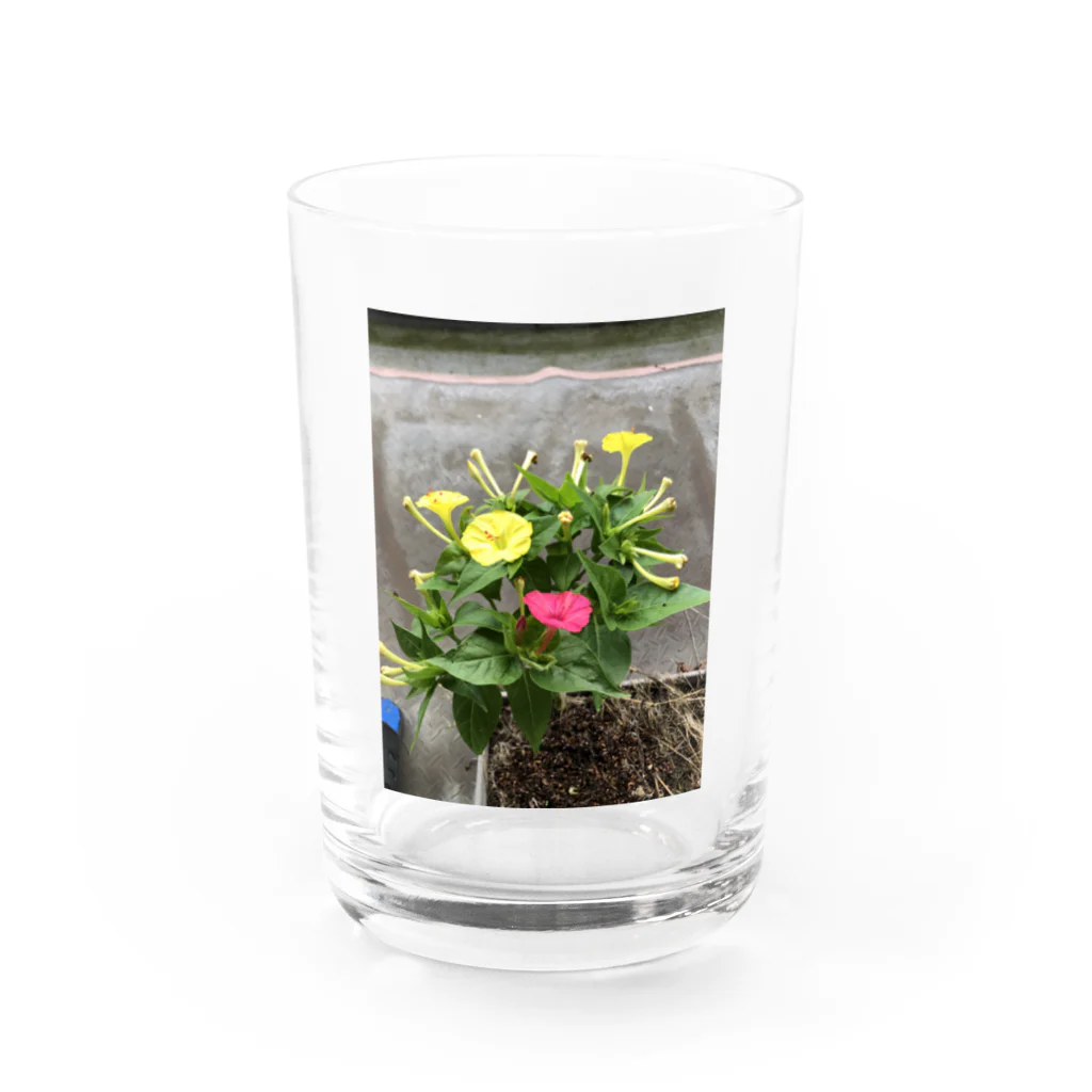 ばにーすぺーの明るい月見草Verミックス Water Glass :front