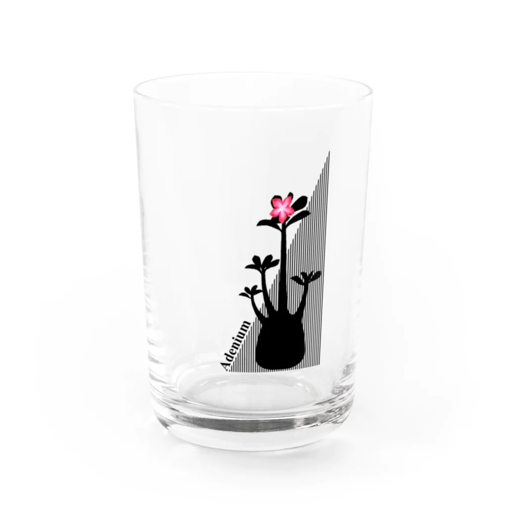 DOTEKKOのT-29 Adenium tall Water Glass :front