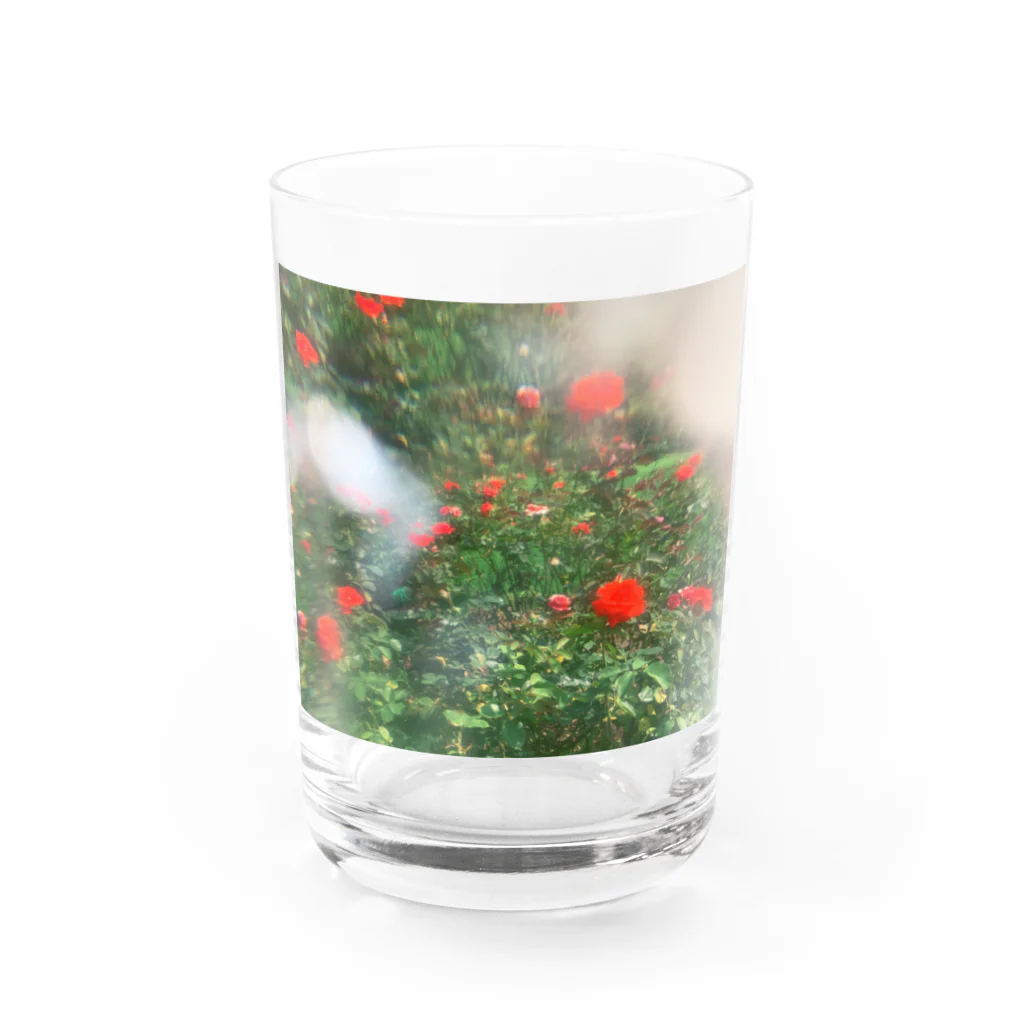 櫻田宗久の新宿の花　薔薇 Water Glass :front