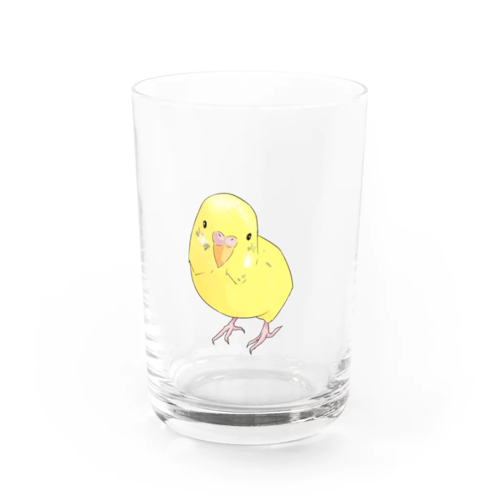 まめるりはことりの可愛いセキセイインコのパームちゃん Water Glass :front