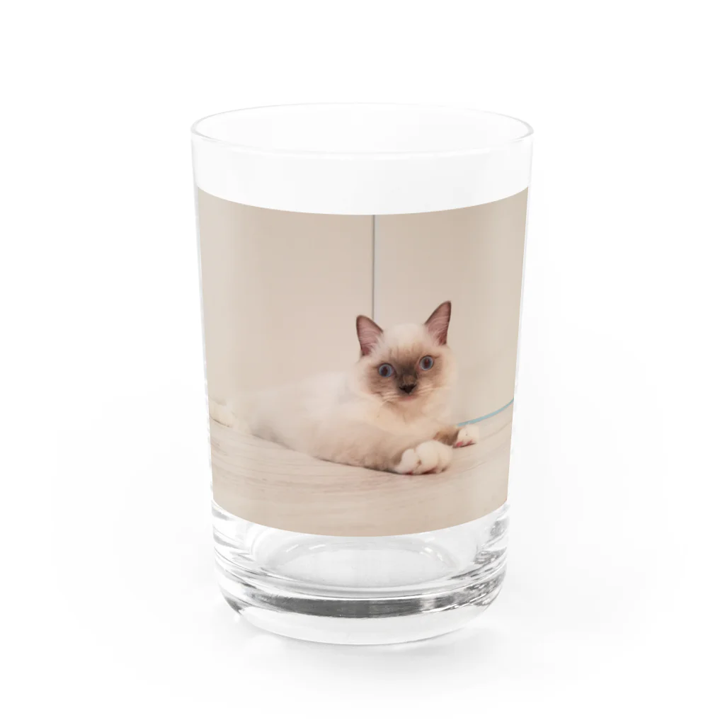 もなか(ΦωΦ)抱っこが嫌いなラグドールの子猫もなか Water Glass :front