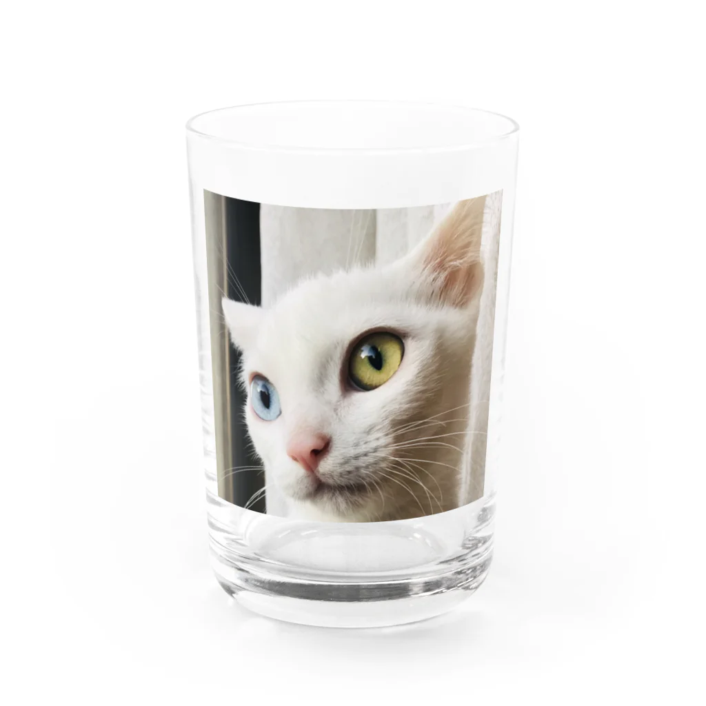 ほのぼのライフの白猫マリー Water Glass :front