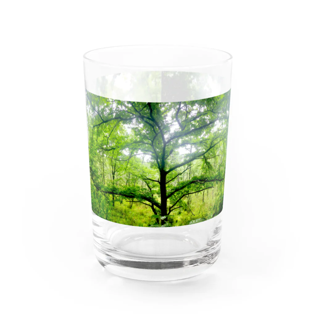 42のイタルの森のパノラマフォトグラフィック Water Glass :front