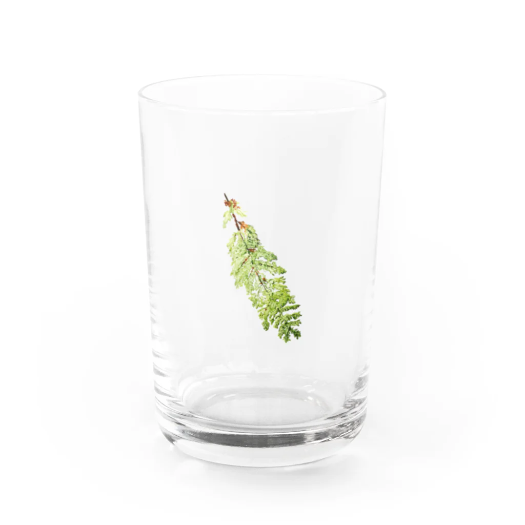 雨林Designのオオイデスなんです Water Glass :front