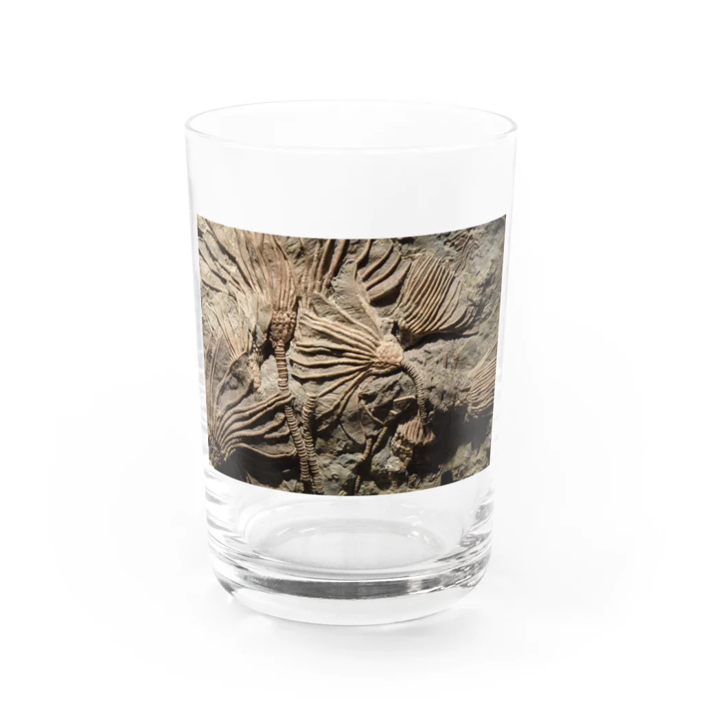 神田🅙のカクトクリヌス Water Glass :front