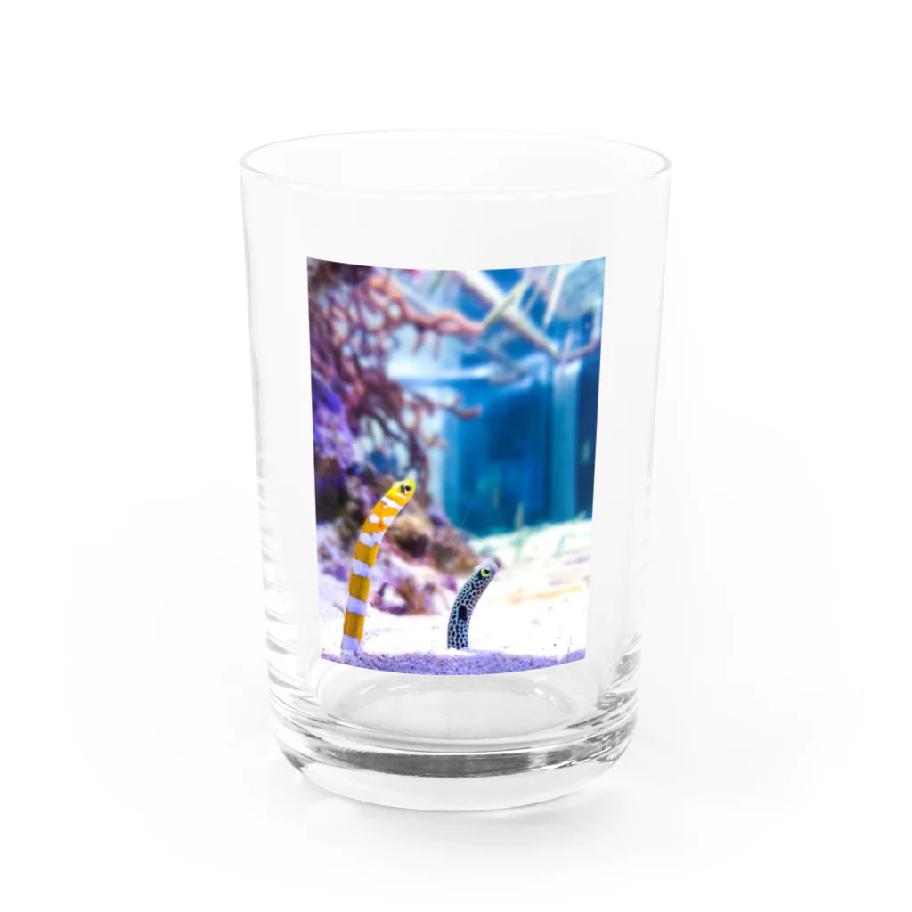 shiori@依頼募集中の可愛いチンアナゴ Water Glass :front
