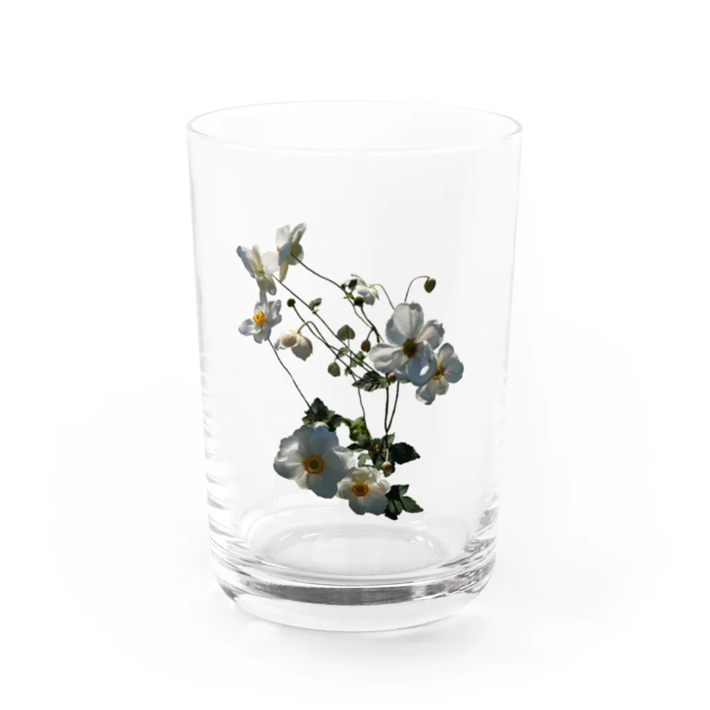 マロマロの秋明菊咲いた！ Water Glass :front