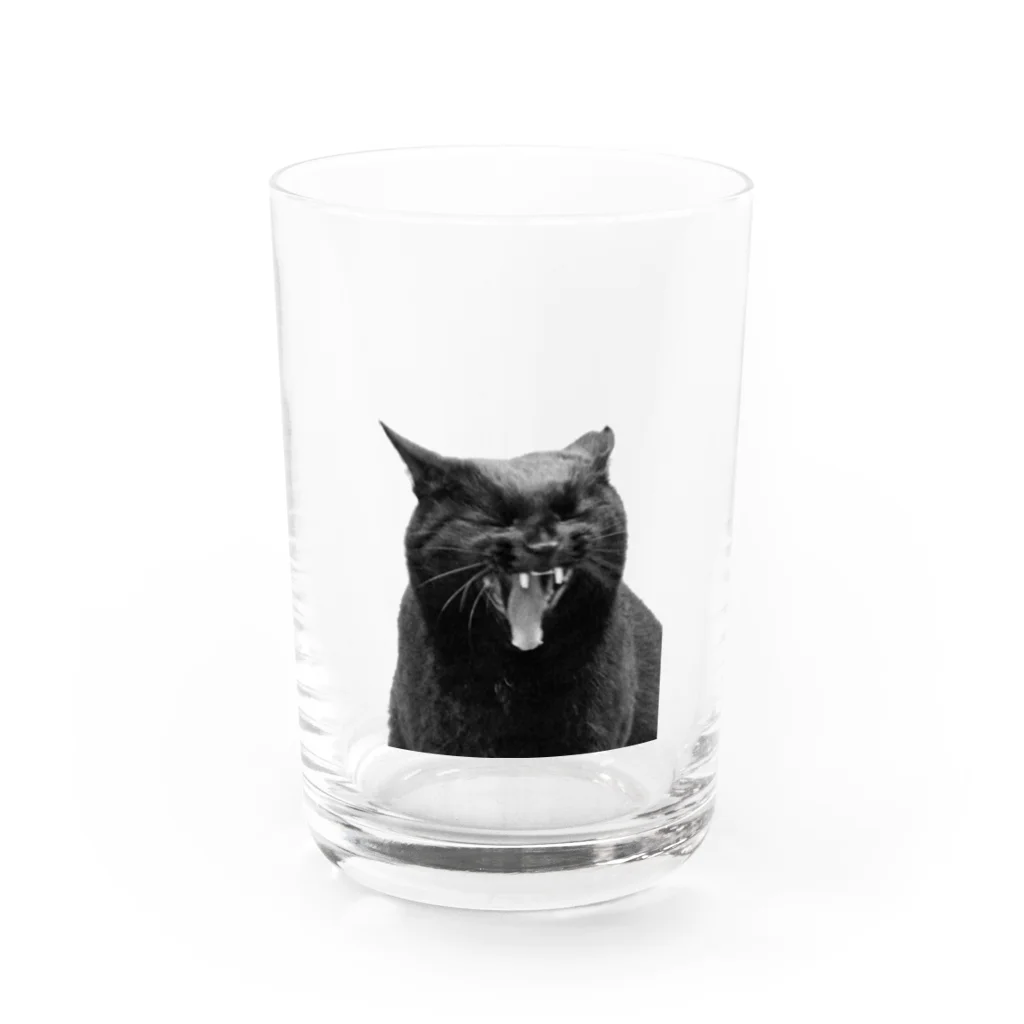 iguana_brosの黒猫がぎゃー Water Glass :front