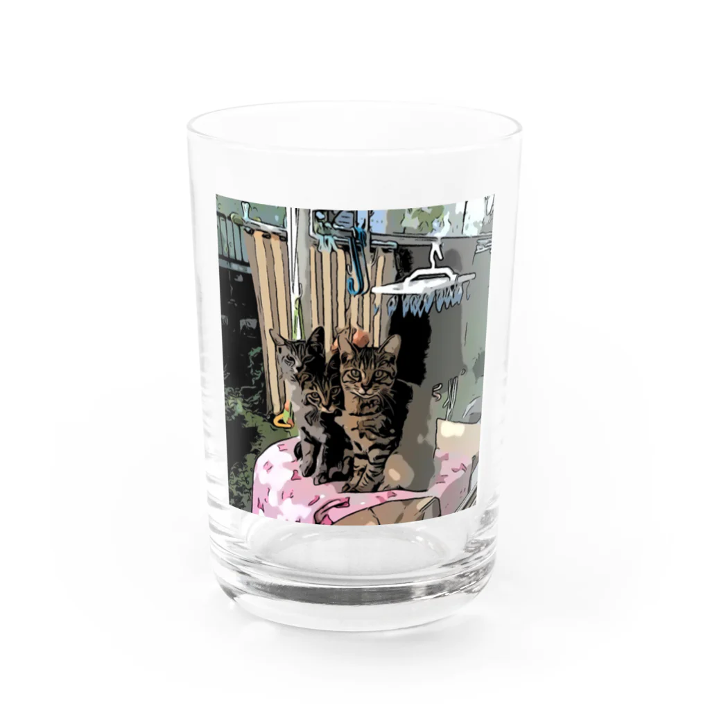 saraのねこ 仲良し3兄弟 Water Glass :front