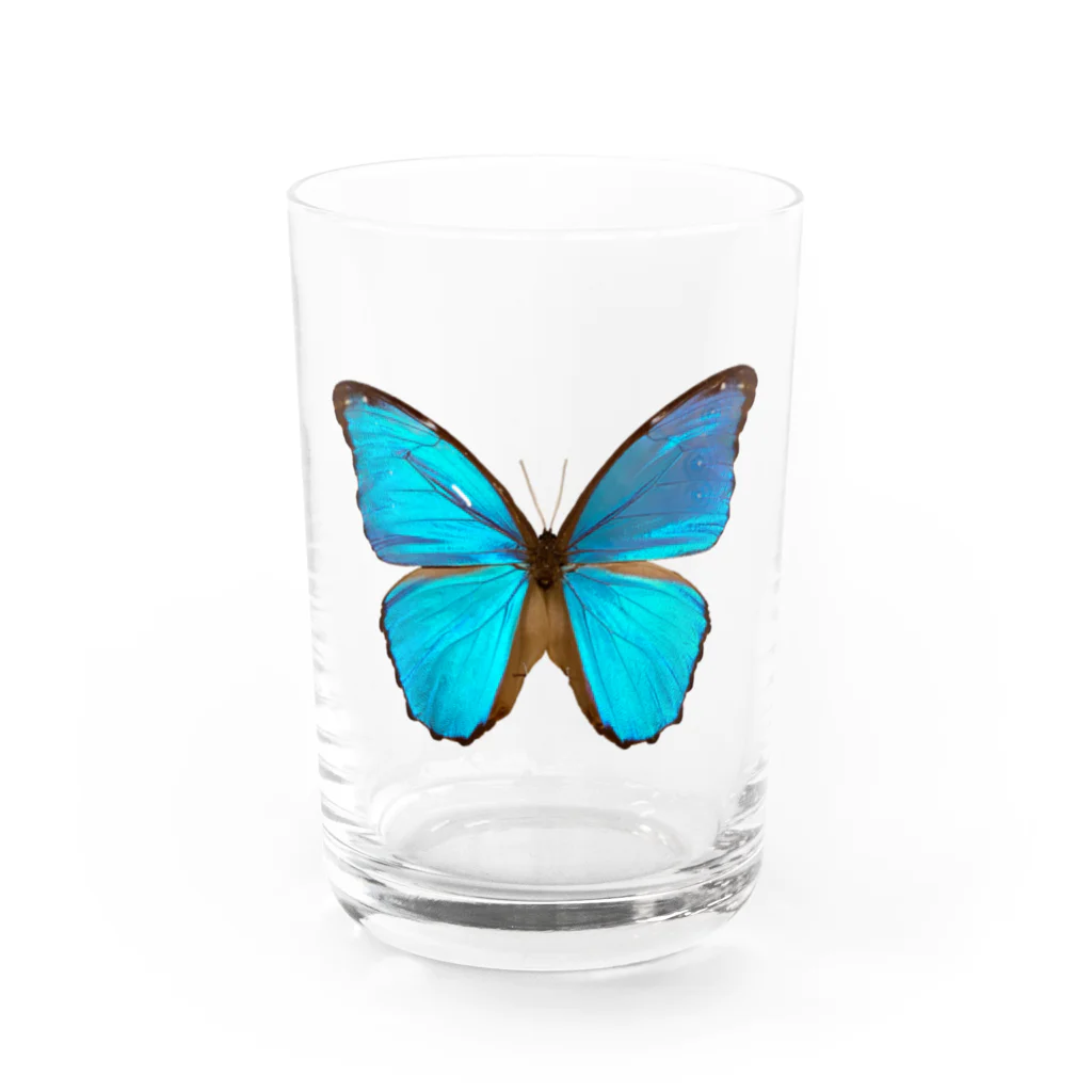 アニマルカフェ　The zoo &猛禽屋中部の標本Tシャツ　　モルフォ蝶(Morphidae) Water Glass :front