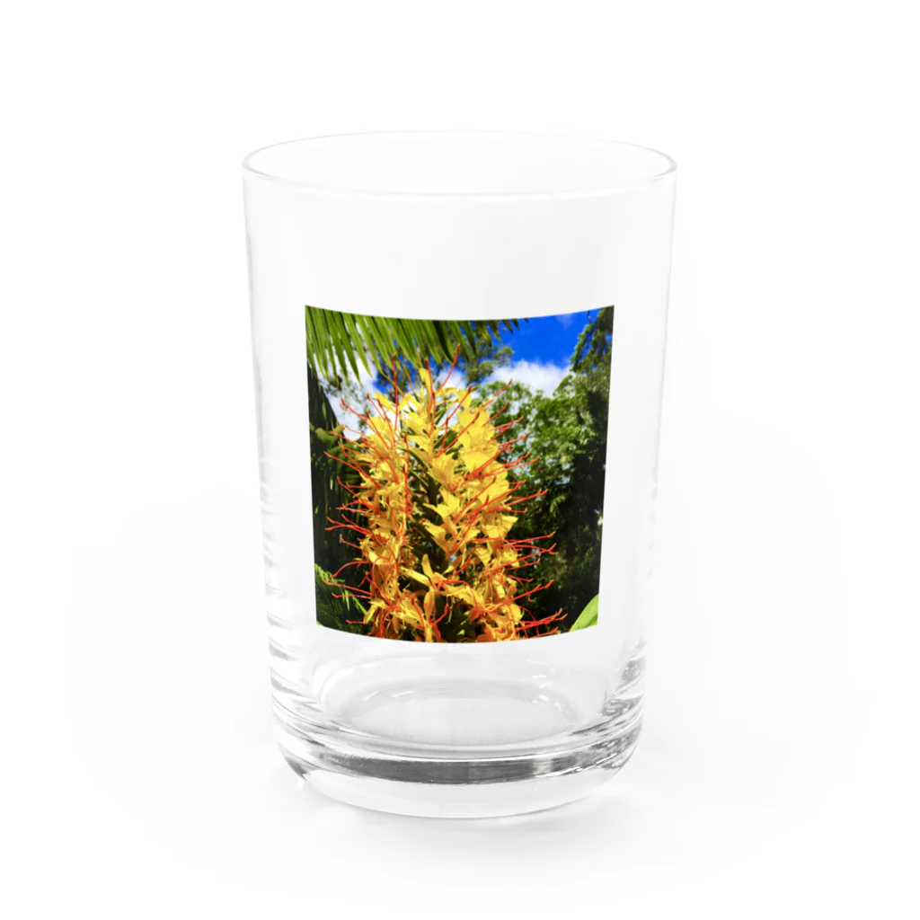 srgmtaroの南国花 Water Glass :front