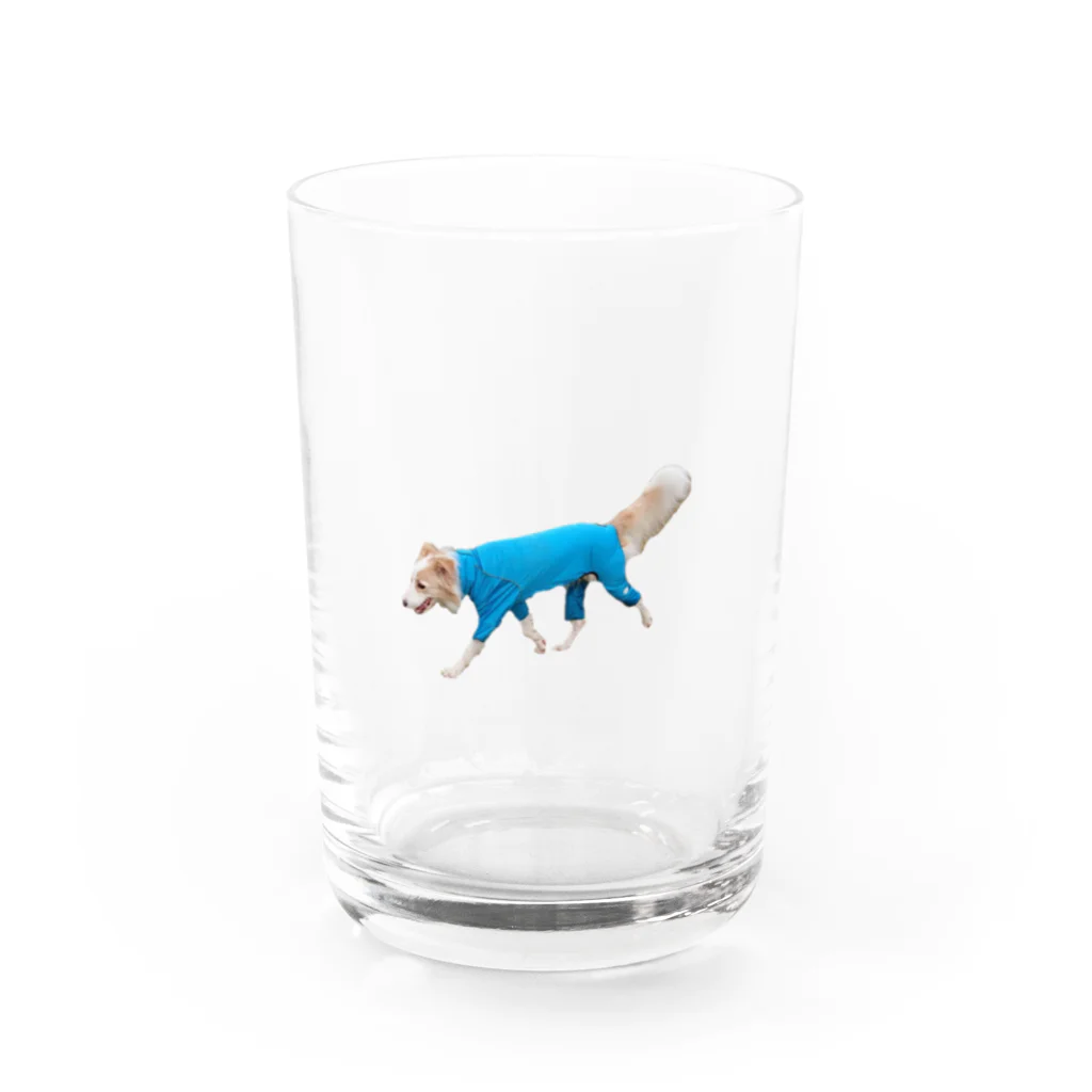 2514家のホッパーのボーダーコリー 僕はホッパー 〜てくてくボディスーツver.〜 Water Glass :front