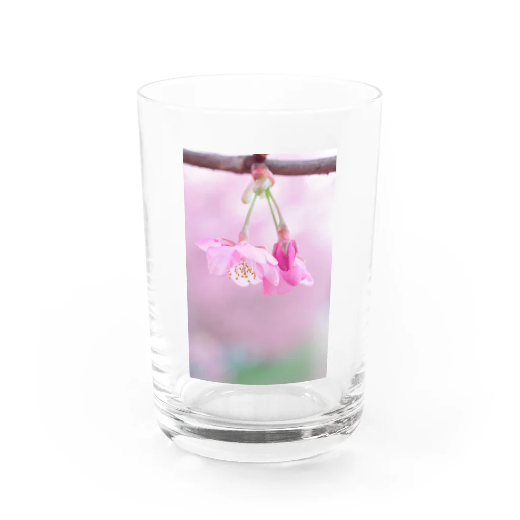 ゆる工房の河津桜 Water Glass :front