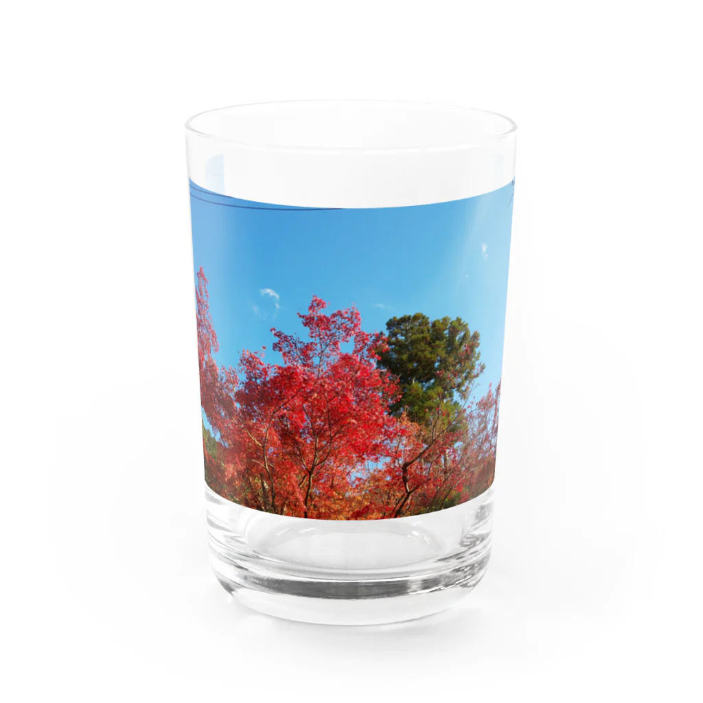 たむっち!の紅葉 Water Glass :front