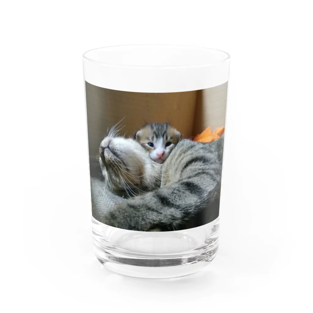 猫ちゃん犬ちゃんのご飯稼ぎの小梅母さんと茂平君のコップ Water Glass :front