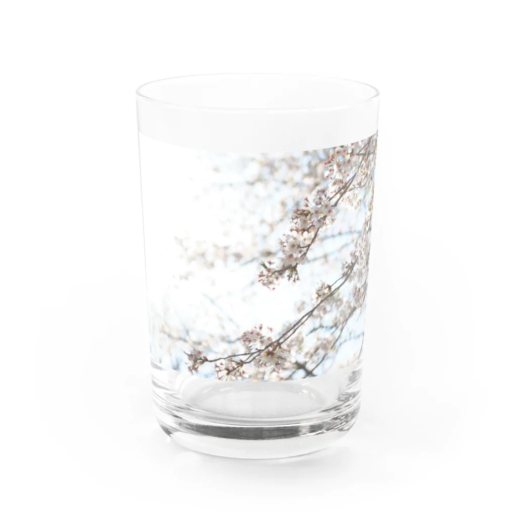 ばりこ@なりこ@ポジティブのさくら Water Glass :front