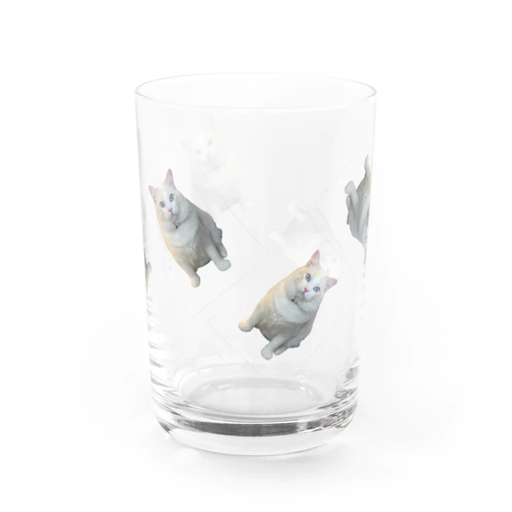 monimalの猫 Water Glass :front